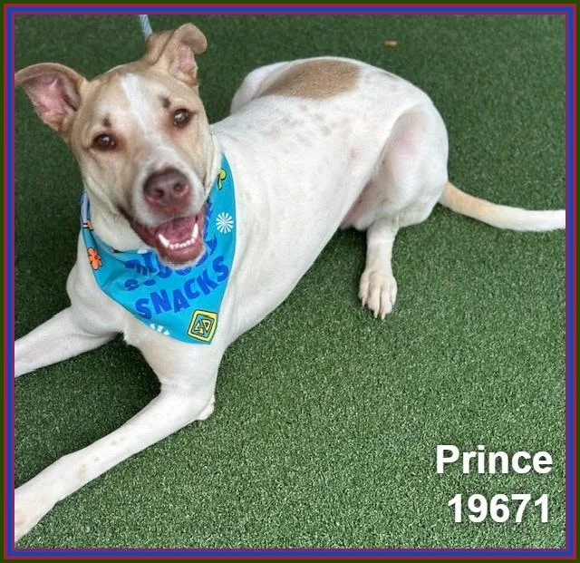 Prince thumbnail 2