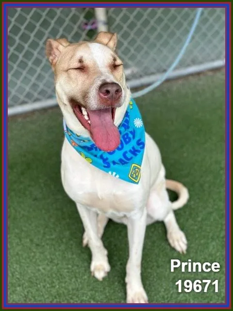 Prince thumbnail 3