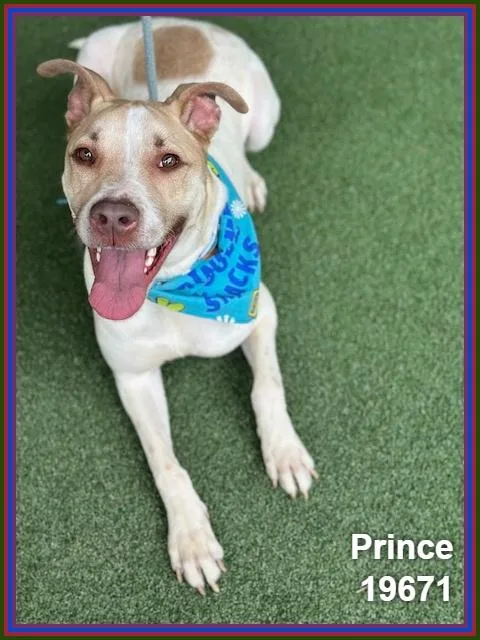 Prince thumbnail 4