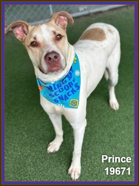 Prince thumbnail 5