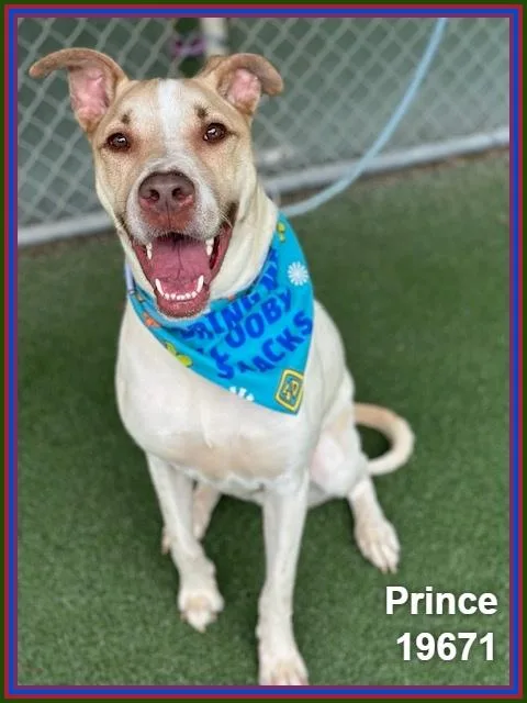 Prince thumbnail 6
