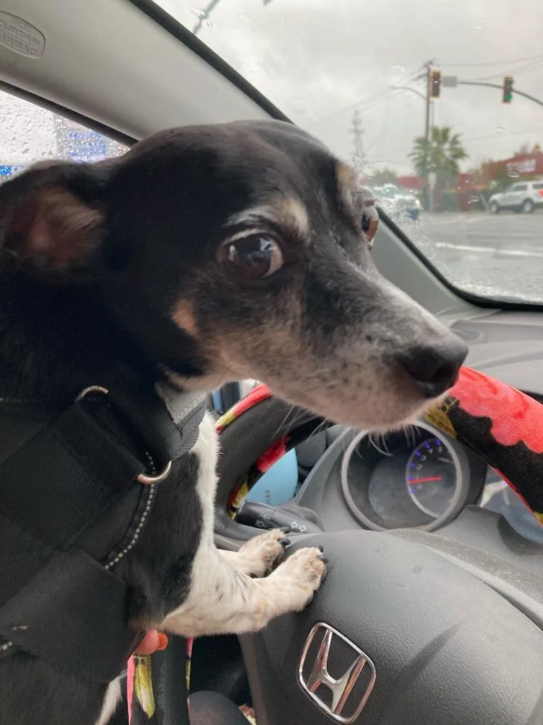 A senior small-sized male Chihuahua dog named Ducky for adoption in Chico, CA