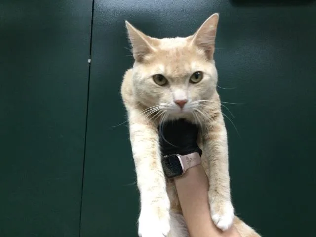 A young small-sized male Domestic Short Hair cat named Chester for adoption in Thousand Palms, CA