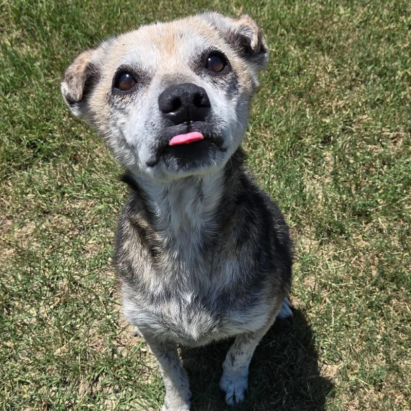 A senior medium-sized female Yellow / Tan / Blond / Fawn Terrier dog named Hilda for adoption in Ocala, FL