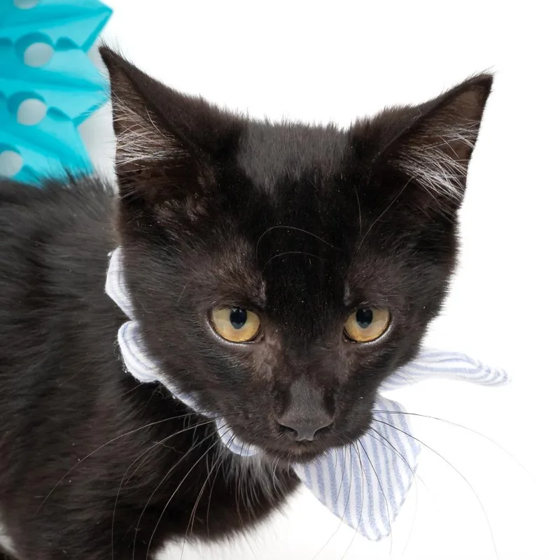 A baby small-sized male Black Domestic Short Hair cat named Johnny for adoption in Nampa, ID