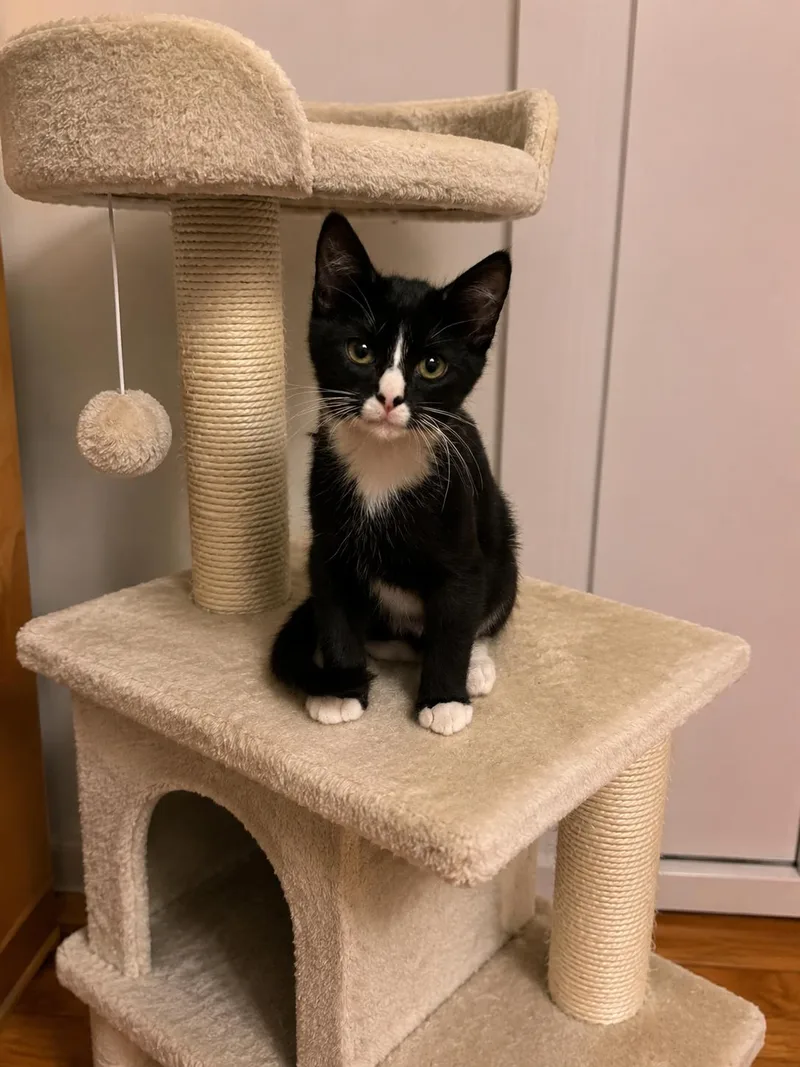 A young medium-sized male Black & White / Tuxedo Domestic Short Hair cat named Willy for adoption in Belchertown, MA