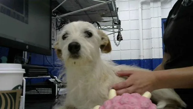 A senior small-sized male Dachshund dog named Julio for adoption in Albuquerque, NM