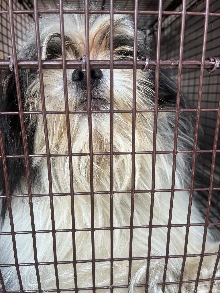 A young small-sized female Shih Tzu dog named Edna Mode for adoption in New Braunfels, TX
