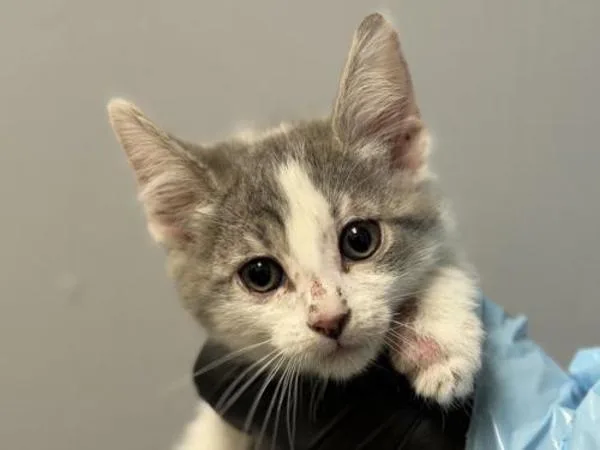 A baby small-sized female Domestic Short Hair cat named Glossy for adoption in Portland, OR