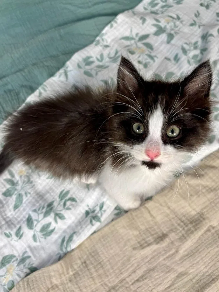 A baby medium-sized male Black & White / Tuxedo Domestic Long Hair cat named Froggy for adoption in Salinas, CA