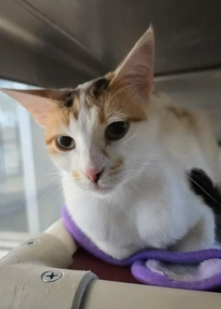 An adult small-sized female Domestic Short Hair cat named Buttercup for adoption in Wellington, KS