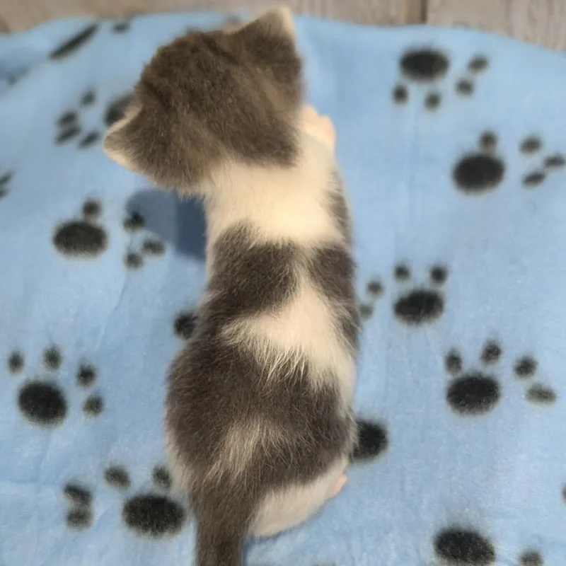 A baby small-sized male Gray / Blue / Silver Domestic Short Hair cat named Nike for adoption in Fredericksburg, TX