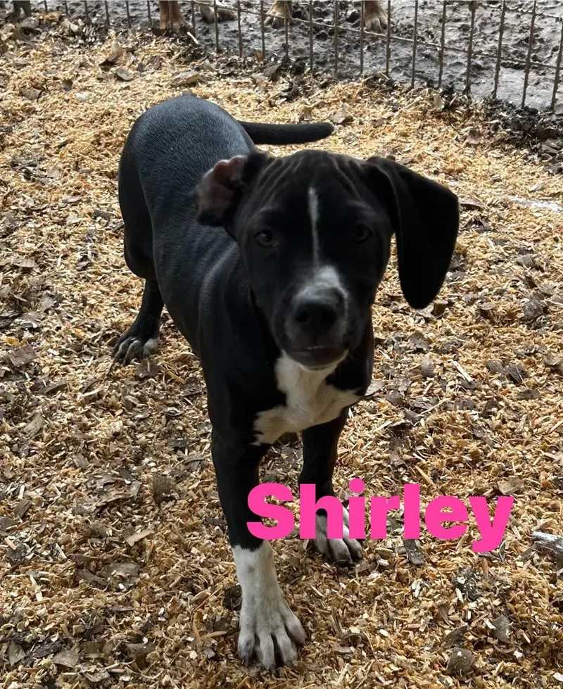Shirley thumbnail 3