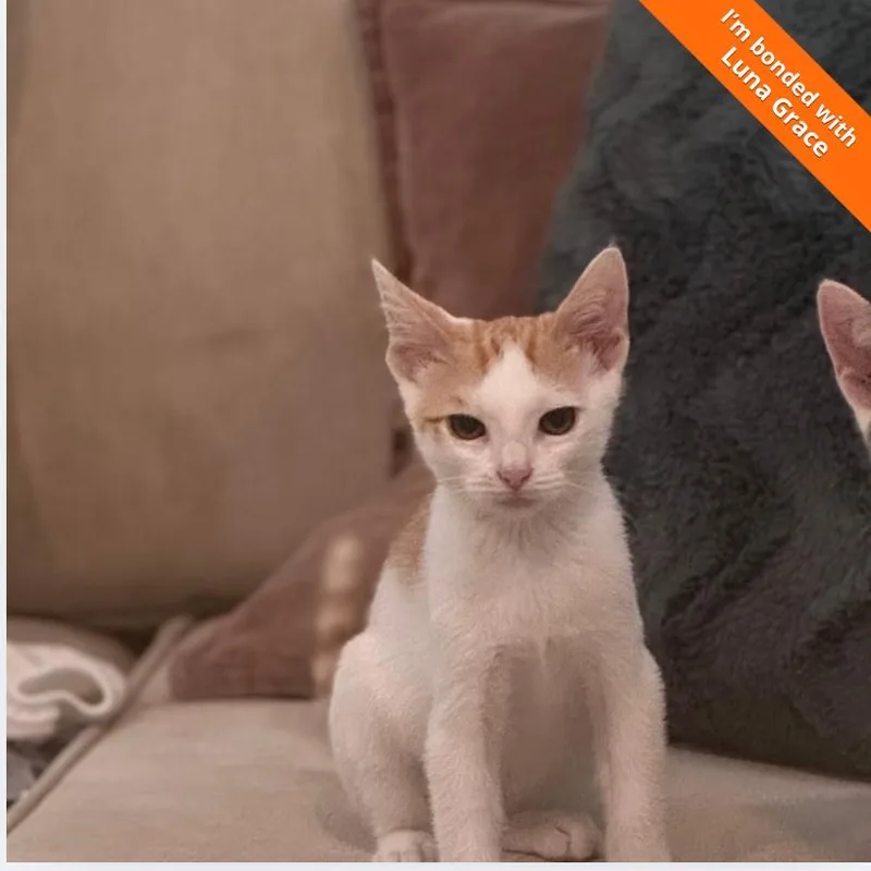 A baby small-sized male White Domestic Short Hair cat named Cheeto for adoption in Pleasant Hill, CA