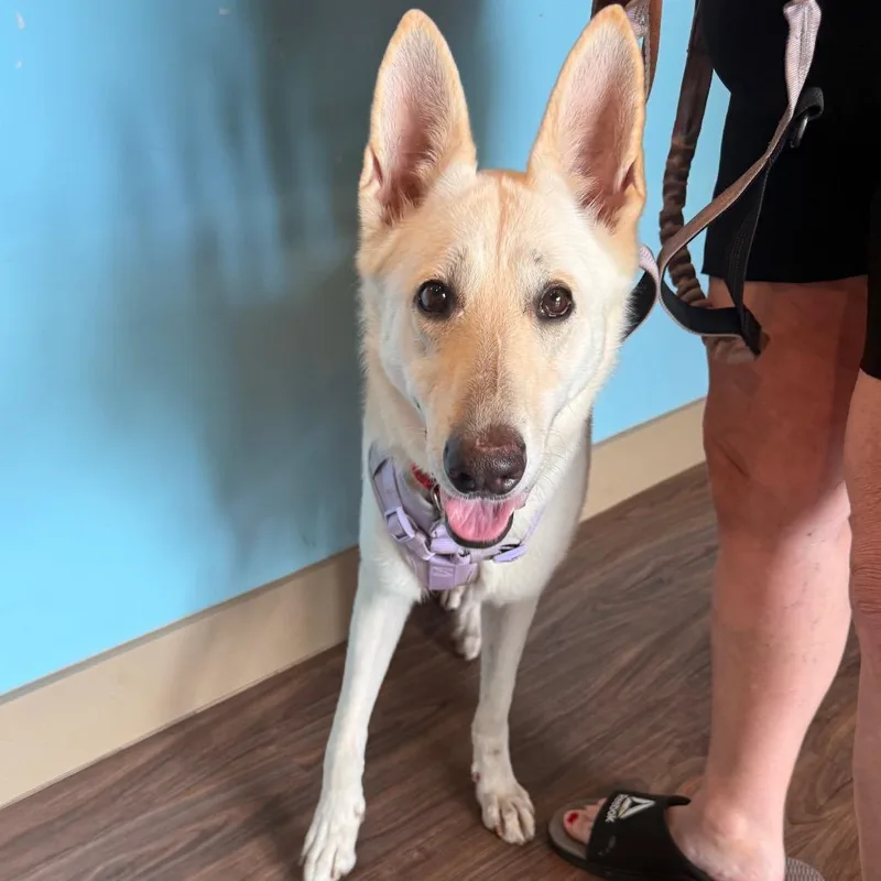 An adult large-sized female Yellow / Tan / Blond / Fawn German Shepherd Dog dog named Bella for adoption in LOXAHATCHEE, FL