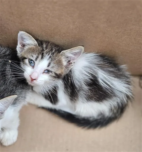 A baby medium-sized female Domestic Short Hair cat named Butterfly for adoption in Dallas, TX