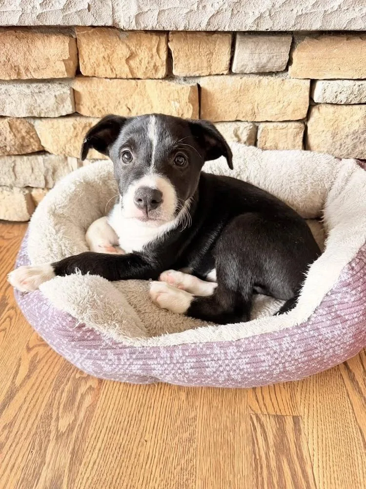 A baby small-sized male Tricolor (Brown, Black, & White) Labrador Retriever dog named Rocket Man for adoption in Colorado Springs, CO