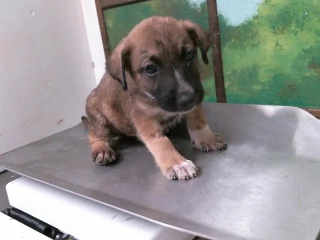 A baby small-sized male German Shepherd Dog dog named Lazlo for adoption in Houston, TX