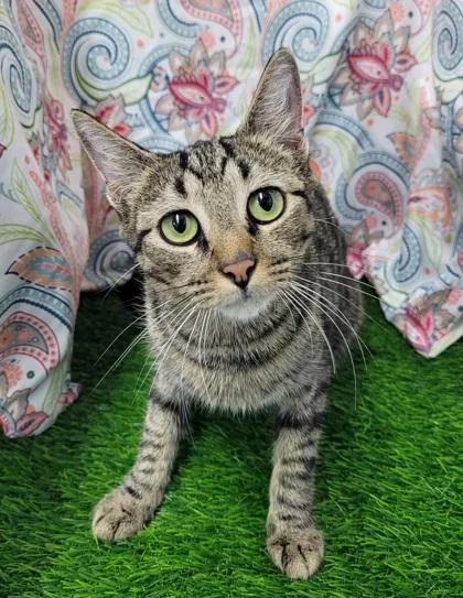 An adult medium-sized female Domestic Short Hair cat named Effy for adoption in Gainesville, FL