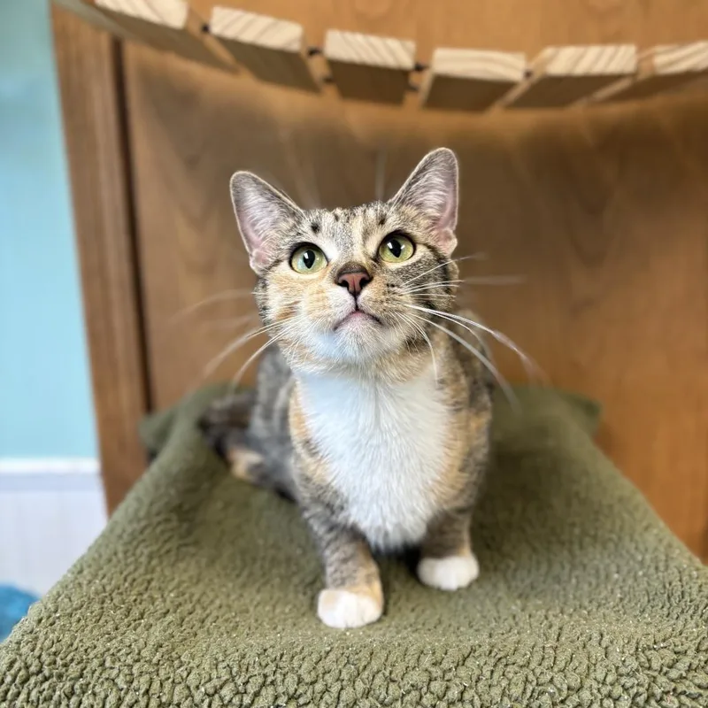 A young medium-sized female Torbie Domestic Short Hair cat named Elsbeth for adoption in Fargo, ND