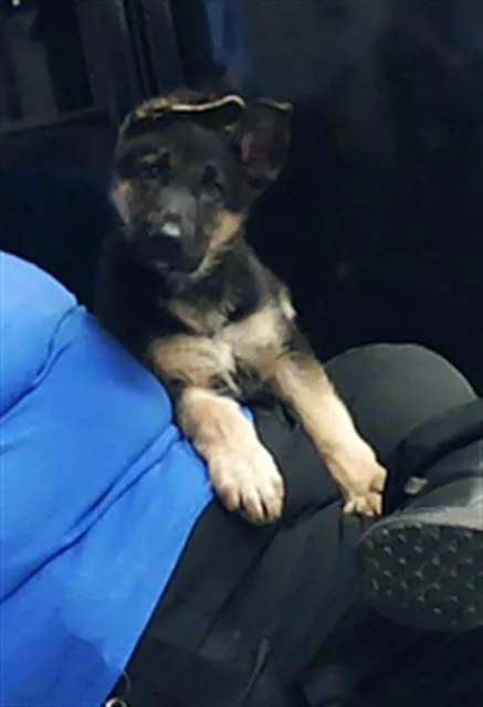 A baby small-sized male German Shepherd Dog dog named Norbert for adoption in Fayetteville, NC