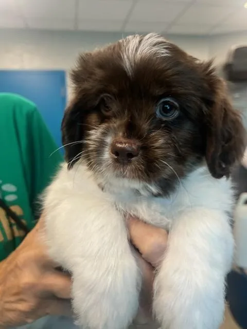 A baby small-sized male White / Cream Cockapoo dog named Milo for adoption in Manassas, VA