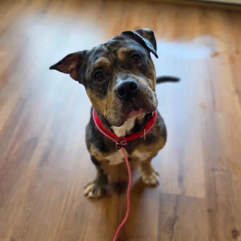 An adult medium-sized male Gray / Blue / Silver Staffordshire Bull Terrier dog named Scotty for adoption in Easton, PA