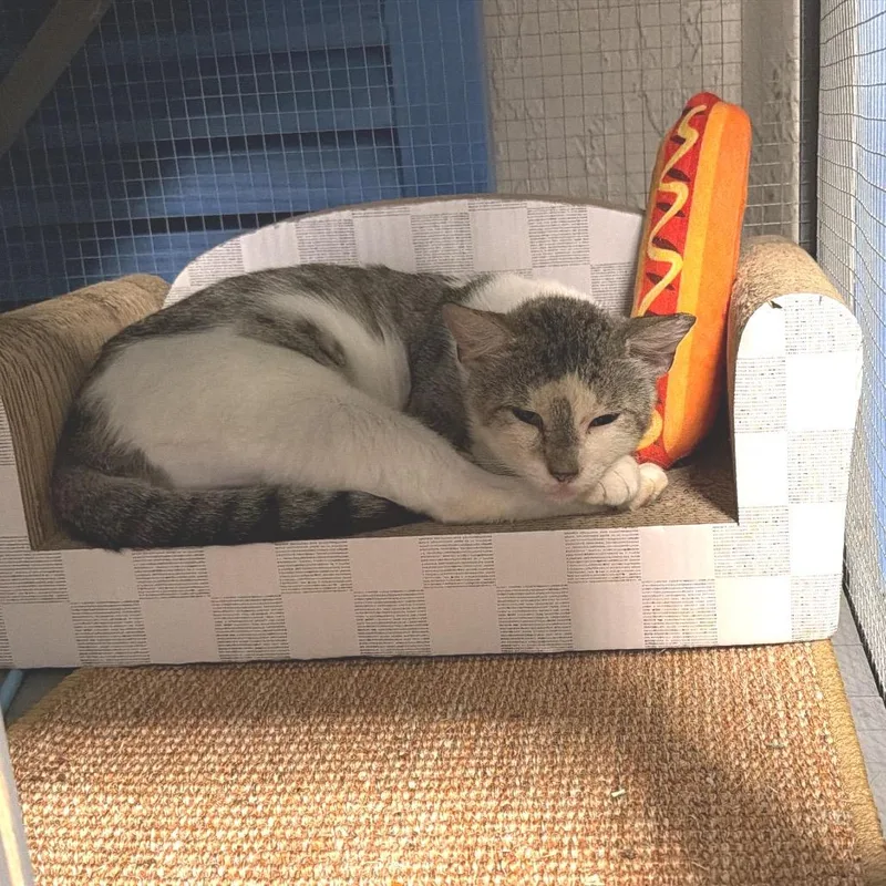 An adult medium-sized male Brown / Chocolate Domestic Short Hair cat named Martin for adoption in Miami, FL