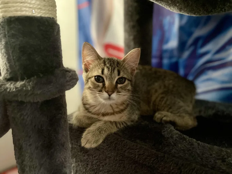 A baby medium-sized female Domestic Short Hair cat named Churrita for adoption in Haddon Heights, NJ