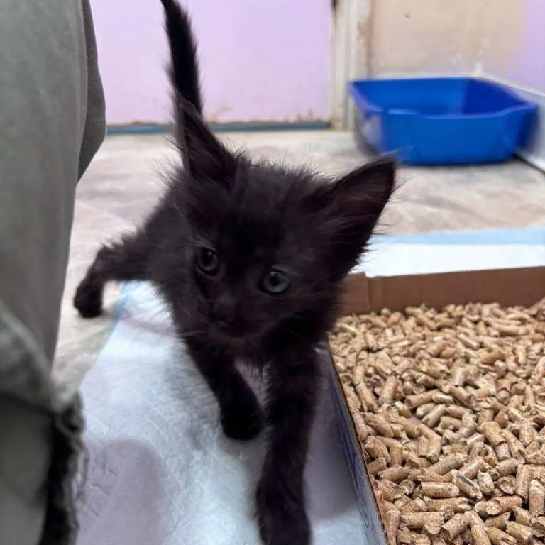 A baby small-sized female Black Domestic Medium Hair cat named Fig for adoption in San Pablo, CA
