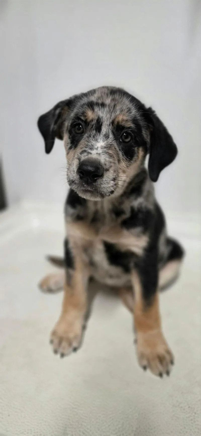 A baby medium-sized male Tricolor (Brown, Black, & White) Mixed Breed dog named Bubba for adoption in BONIFAY, FL