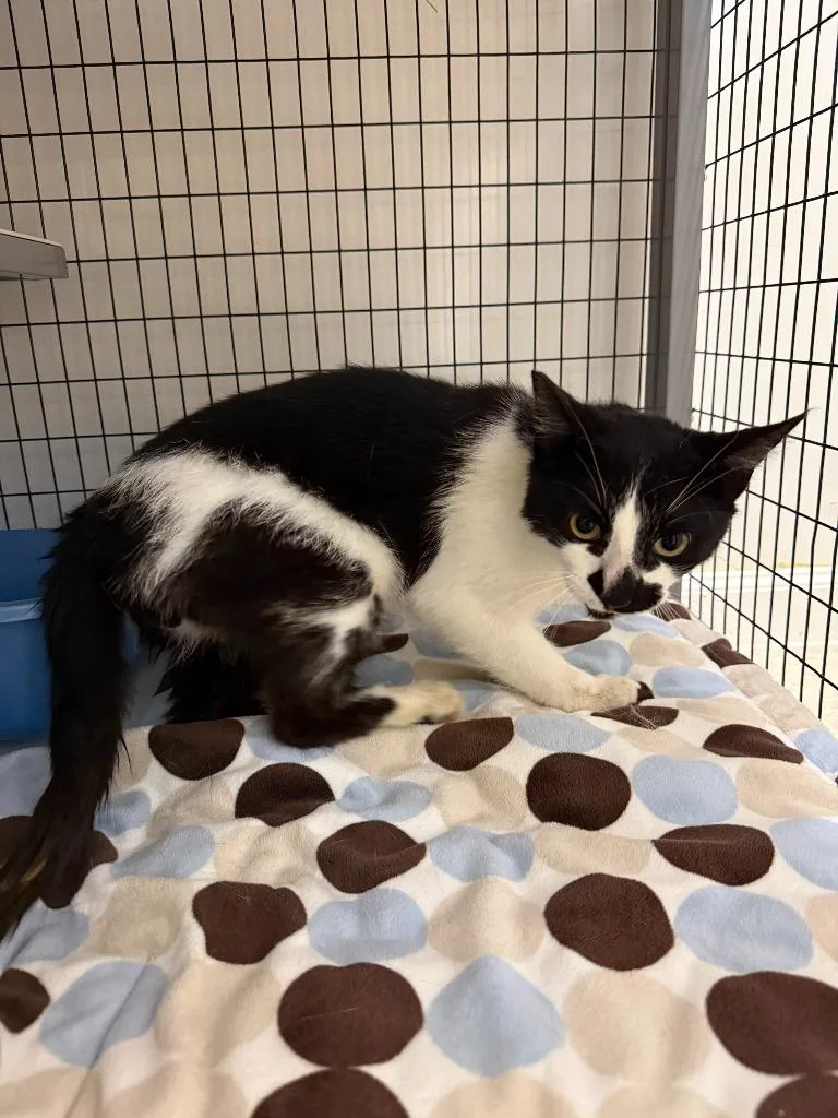A young large-sized male Domestic Short Hair cat named Galen for adoption in Brookings, OR