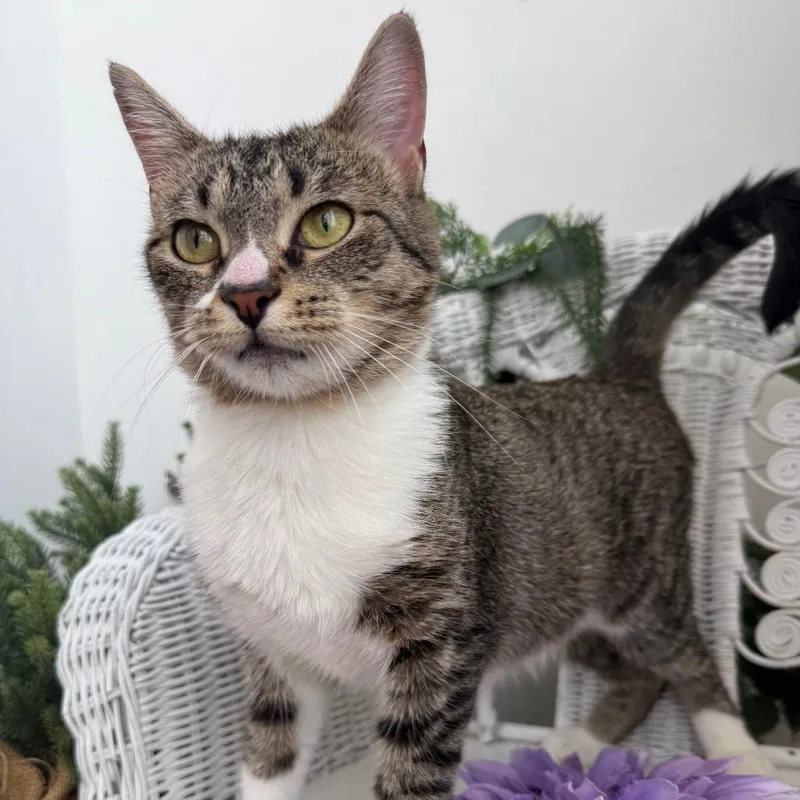 An adult medium-sized female Brown / Chocolate Domestic Short Hair cat named Ovaltine for adoption in Eaton Rapids, MI