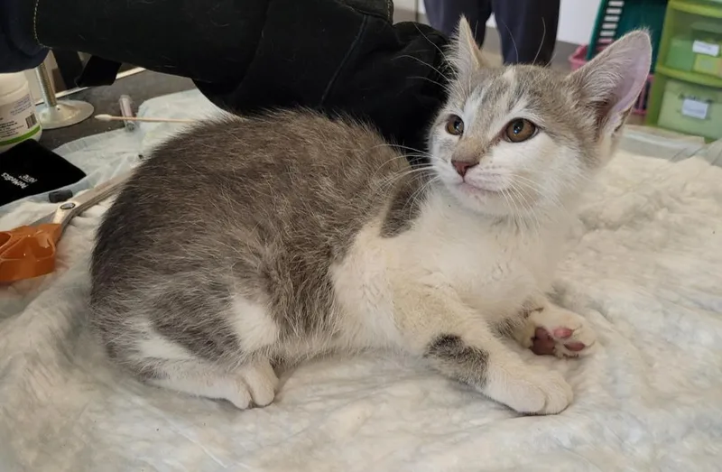 Phoebe