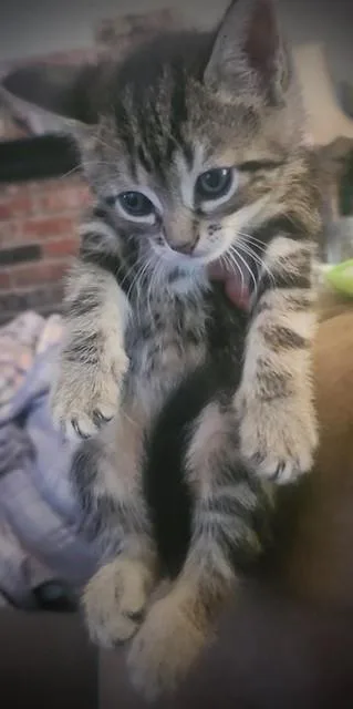 A baby small-sized male Domestic Short Hair cat named Bear for adoption in Santa Maria, CA