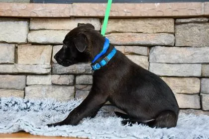 A baby medium-sized male Labrador Retriever dog named Jack for adoption in Yakima, WA