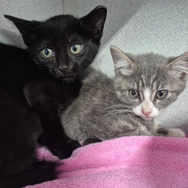 A baby small-sized female Black Domestic Short Hair cat named Jett for adoption in Newark, NJ