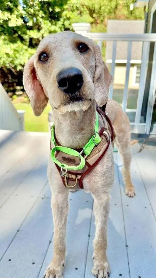 An adult medium-sized female Red / Chestnut / Orange Labradoodle dog named Penny for adoption in Milton, DE