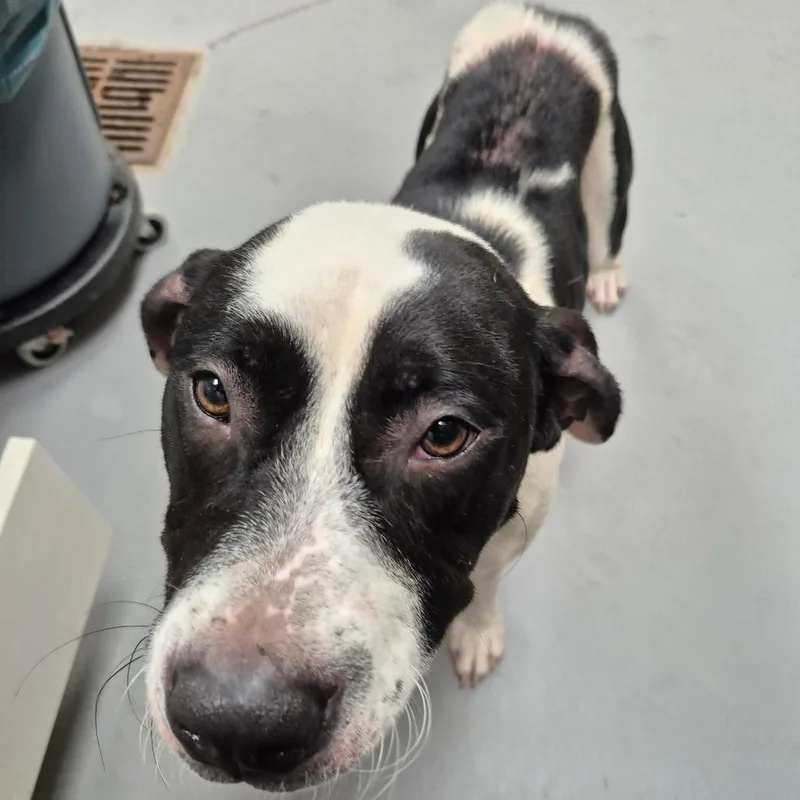 An adult medium-sized female Black Mixed Breed dog named Ellie for adoption in Columbus, GA