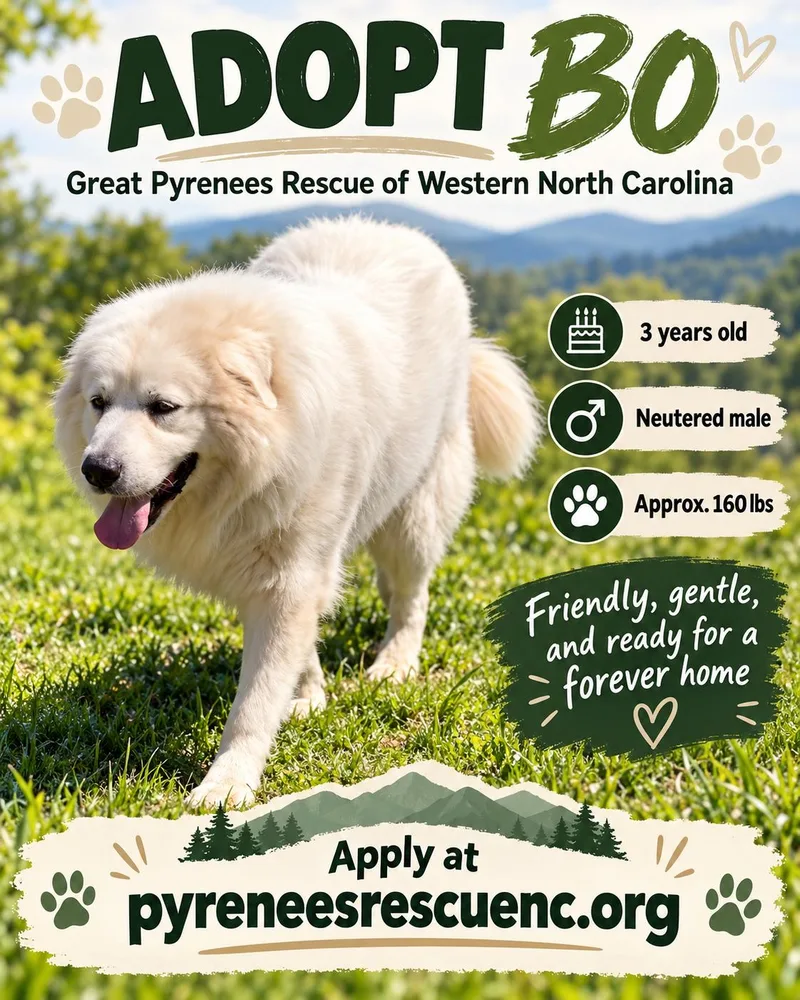An adult extra large-sized male White / Cream Great Pyrenees dog named Bo for adoption in Claremont, NC