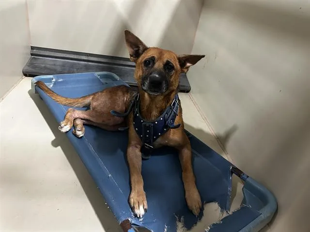An adult large-sized male German Shepherd Dog dog named A for adoption in Bakersfield, CA