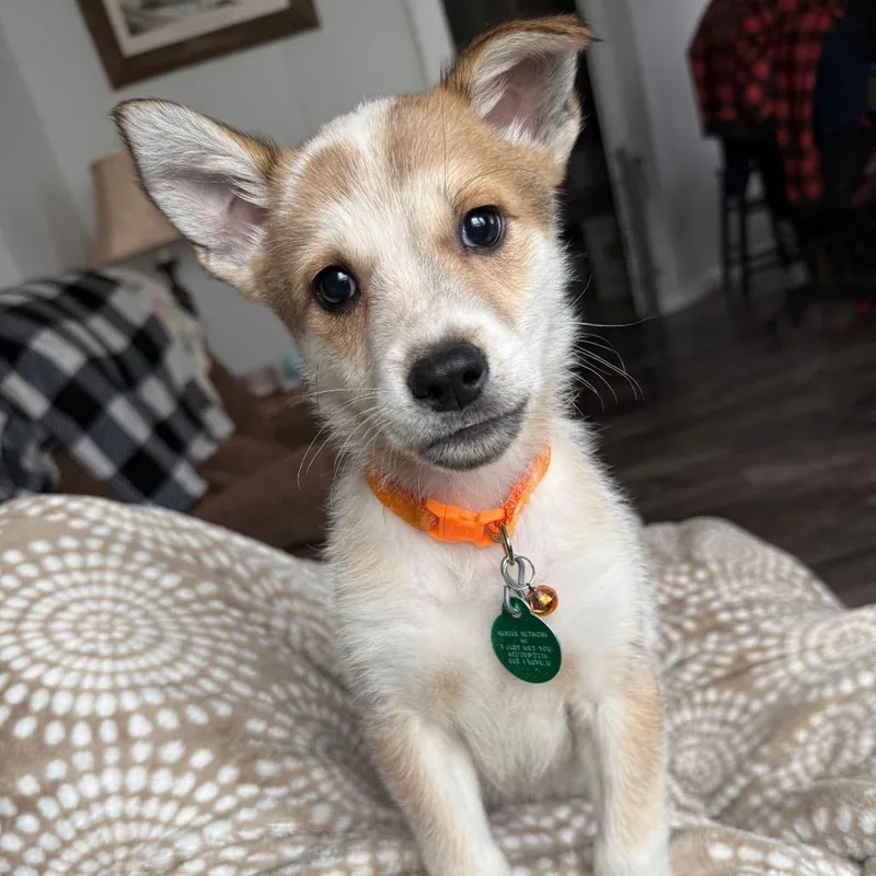 A baby small-sized female Brown / Chocolate Mixed Breed dog named Peets for adoption in Buffalo, MN