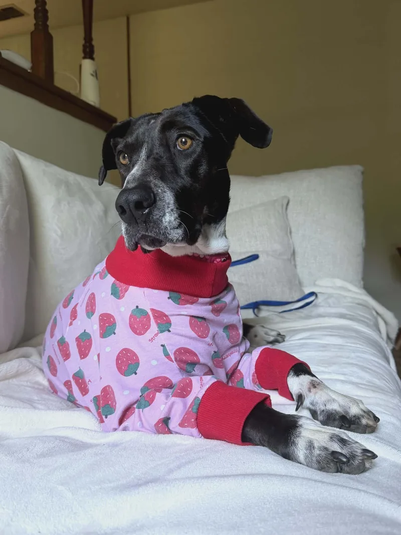 An adult medium-sized female Black Labrador Retriever dog named Willow for adoption in Wantagh, NY