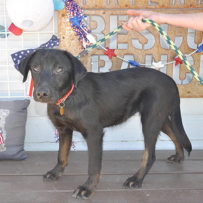 A baby medium-sized female Black Flat-Coated Retriever dog named Mila for adoption in Prescott, AZ