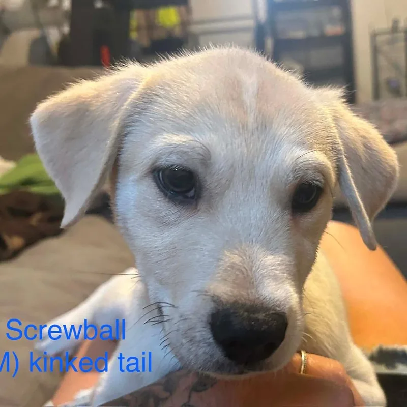Screwball thumbnail 2
