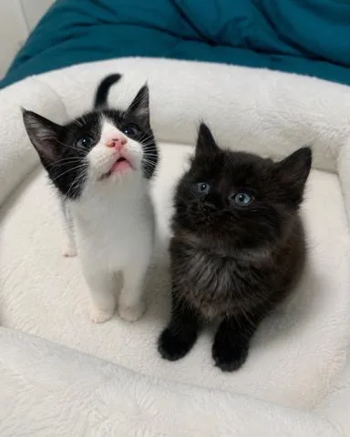 Ulises & Athena BONDED thumbnail 5