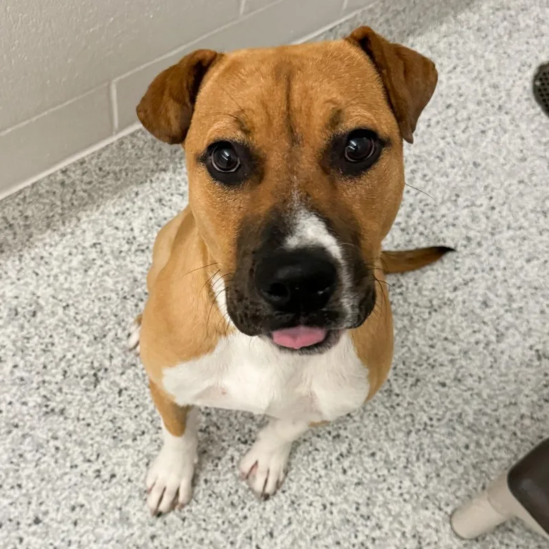A young medium-sized male Boxer dog named Louie for adoption in Fort Wayne, IN