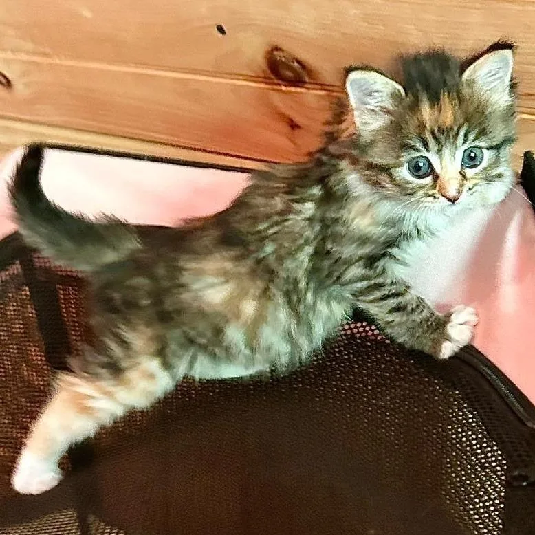 Tallulah