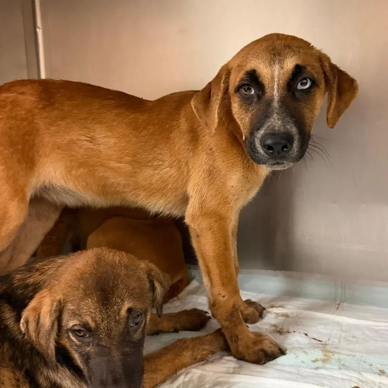 A baby medium-sized female Brown / Chocolate Shepherd dog named Amber for adoption in Edinburg, TX