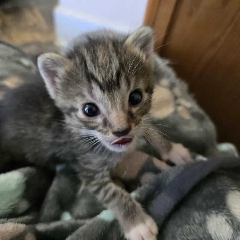 A baby small-sized female Domestic Short Hair cat named Mena for adoption in Spring Hill, KS